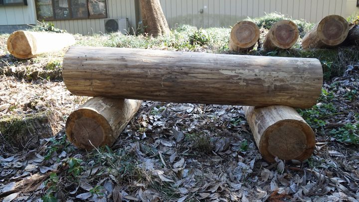 倒れた木で簡易的な丸太椅子を作った